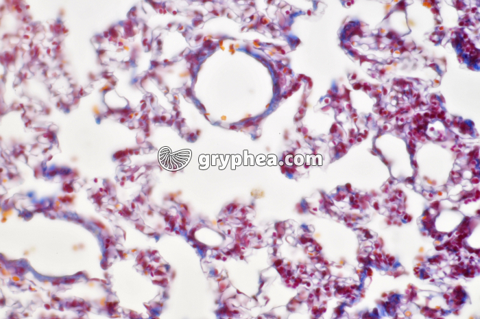 Poumon x100 - gryphea.org